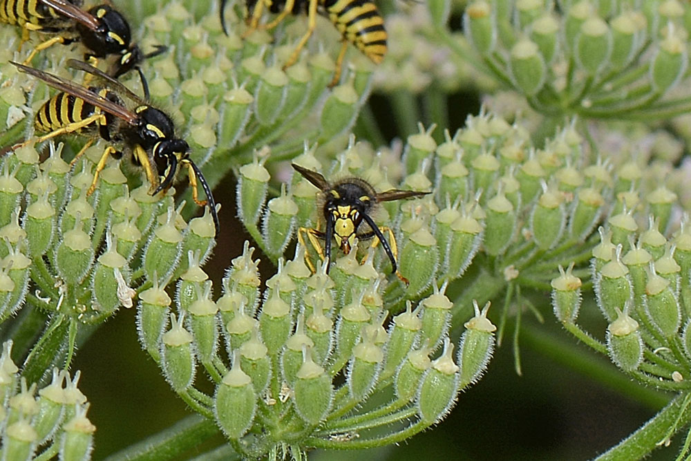 Vespula vulgaris? No, Dolichovespula sylvestris